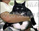 德国6岁大肥猫体重竟达18公斤（图）